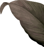 shape