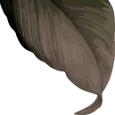 shape